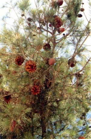 Pinetina, luglio 93. Pino d'Aleppo