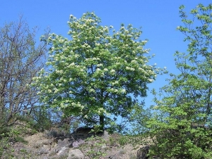 Fraxinus ornus - Orniello