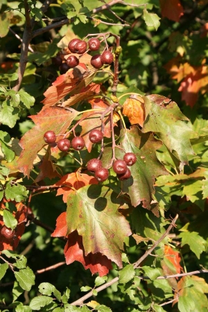 Ciavardello - Sorbus torminalis - Bacche