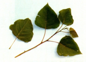 Pinciara, luglio 93. Pioppo canadese: foglie