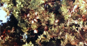 Pinetina, luglio 93. Foglie e frutti (còccole) di Cipresso