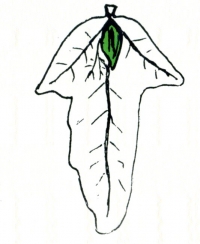 Bràttea con al centro il piccolo frutto