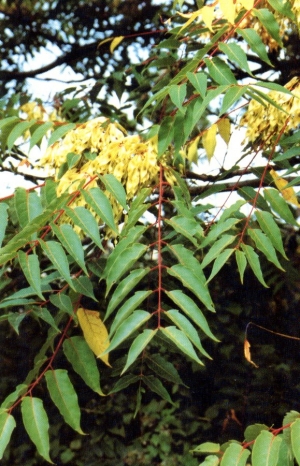 Foglie e frutti di Ailanto