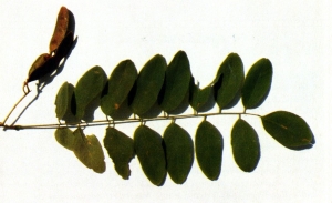 Foglie e frutto di Robinia